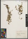 Foto von Salix retusa L.